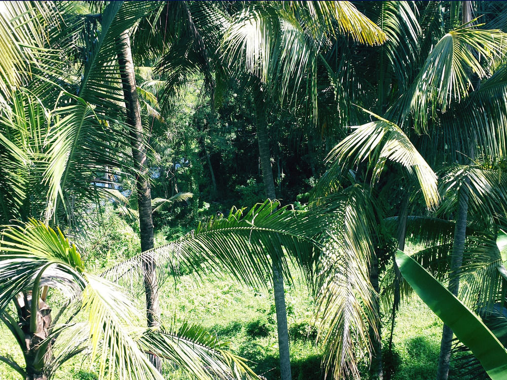 Oyo 1946 Terrace Campuhan Ubud Zewnętrze zdjęcie